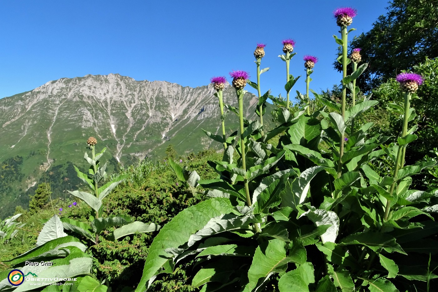 11 Fiordaliso rapontico (Rhaponticum scariosum) con vista in Menna.JPG